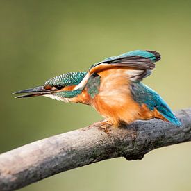 Ijsvogel met gestrekte vleugels van Nico Leemkuil