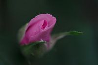 Rose rose