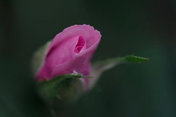 Rose rose sur Anam Nàdar