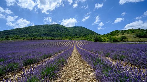 Lavendelveld in Drôme Provençale Frankrijk