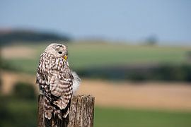 A portrait of an owl by JoachimD.Kruse-Photography