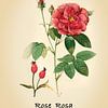 Botanische Rose im Vintage-Stil von Tonny Verhulst