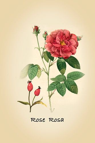 Vintage Botanische Roos