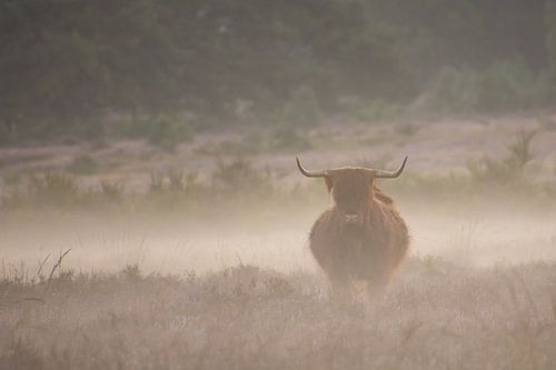 Schottischer Hochlandbewohner