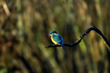 Ijsvogel aan het vissen van Björn van den Berg