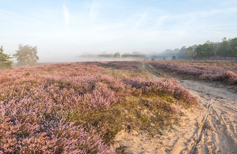 Morning has gold in its mouth by arie oversier