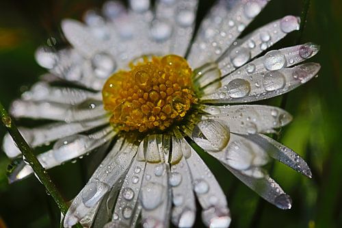 Gänseblümchen im Morgentau 1