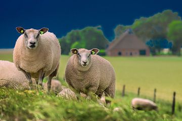 Twee schapen op de Noorderleeg dijk in Friesland van Harrie Muis