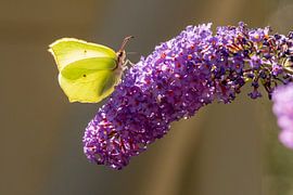 Brimstone butterfly by Merijn Loch