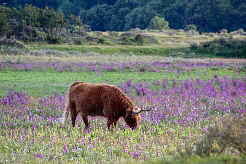 Highlander in purple by Shirley Douwstra