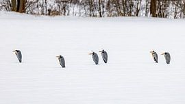 Grey Heron by Roland Brack