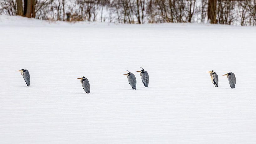 Grijze Reiger van Roland Brack