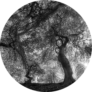 Bos met oude bomen onder een gloeiend bladerdak in zwart-wit van Manfred Voss, Schwarz-weiss Fotografie