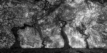 Wald mit alten Bäumen unter leuchtendem Blätterdach in schwarzweiß von Manfred Voss, Schwarz-weiss Fotografie