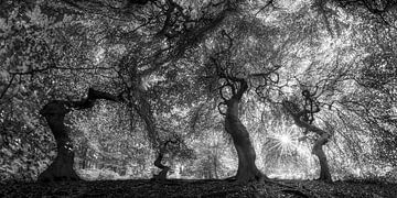 Bos met oude bomen onder een gloeiend bladerdak in zwart-wit van Manfred Voss, Schwarz-weiss Fotografie