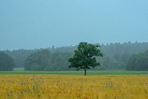 Regnerische Tage
