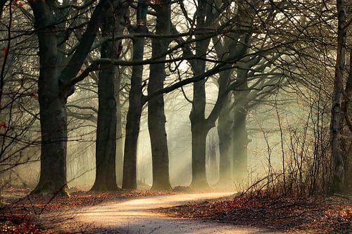 Chemin forestier dans la lumière brumeuse du matin sur Adriana Luxwolda