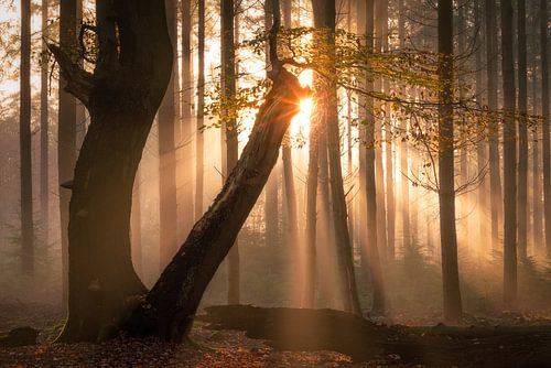 A Touch of Light