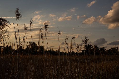 Sunset Ooijpolder