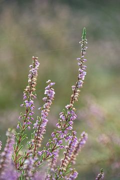 Close-up of the heather by Manon Verijdt