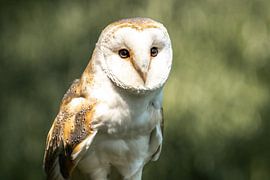 Enchanting Barn Owl: Nature in Sharp Detail by Nicole Schmidt