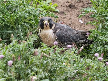 Peregrine falcon by Loek Lobel