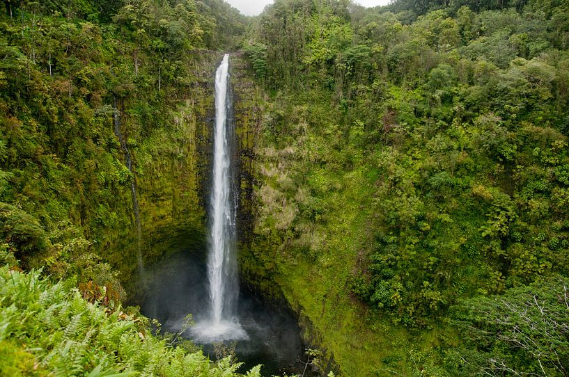 Akaka Falls - Jurassic Parc - Wasserfall von Ellis Peeters