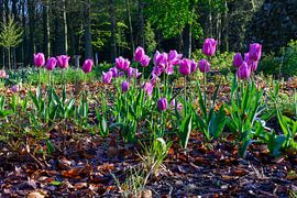Magnifiques fleurs de tulipes violettes - photo de printemps de Rivierenhof, Anvers sur Kristof Leffelaer