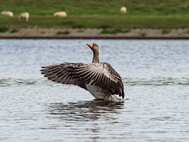 Dancing Greylag Goose by Randy Riepe
