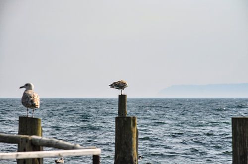 2 meeuwen op kribben in Vitt