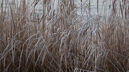 Riet van Ton van Waard - Pro-Moois