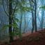 Laubwald