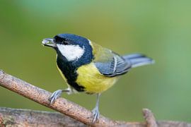 Grande Mésange (Parus major)