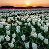Tulpen bij zonsondergang van Ron ter Burg