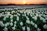 Tulpen bei Sonnenuntergang