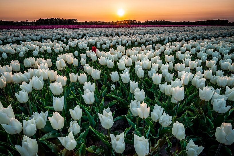 Tulpen bei Sonnenuntergang von Ron ter Burg