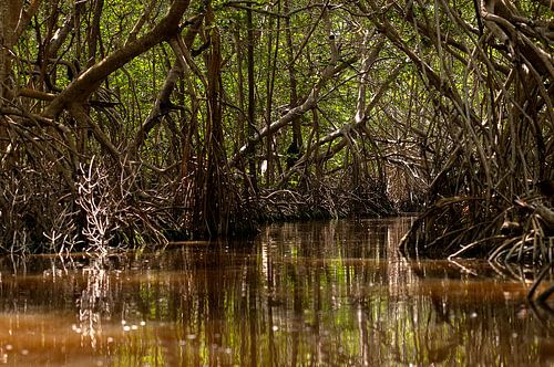 Mexico: Los Petenes-Ría Celestún (Celestún)