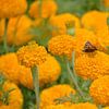Afrikaantjes met de vlinder Kleine Vos van MMFoto