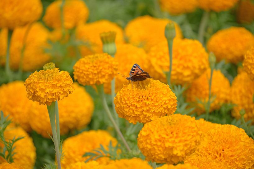 Yellow Marigolds with butterfly Small Tortoiseshell. by MMFoto