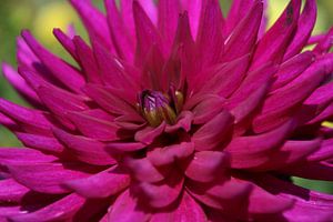 Roze dahlia