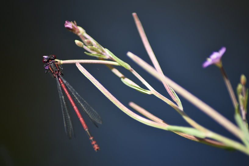 Zwijgende Vuurjuffer van Shuffle Bird