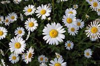 Marguerite Blossoms