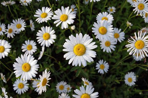 Marguerite Blossoms