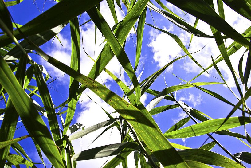 Cattail leaves, thicket by Norbert Sülzner