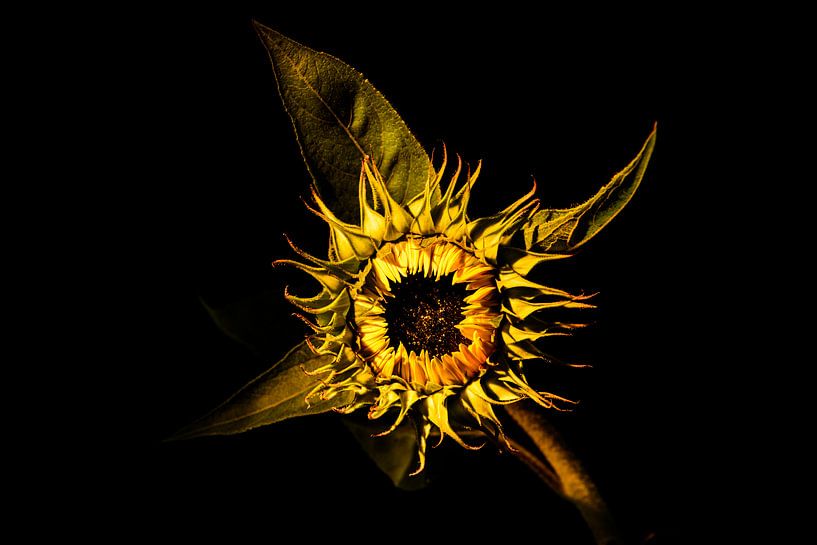 sunflower by Ton Dopping