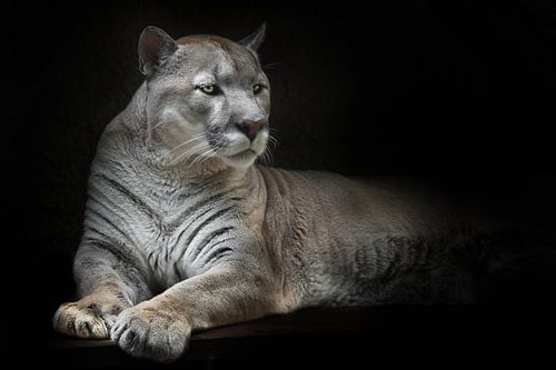 Intéressé et prêt à bondir, regard attentif d'un couguar couché, fond noir