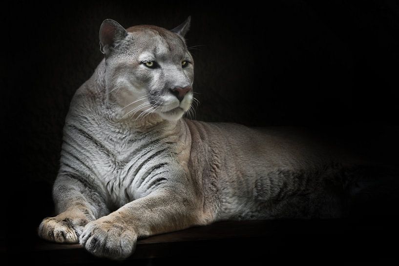 Geïnteresseerd en klaar om op te springen, aandachtige blik van een liggende poema, zwarte achtergro van Michael Semenov