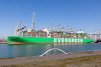 Ever Art (Evergreen)