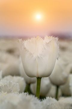 White fringed tulip by Costas Ganasos