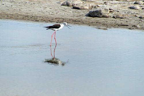 vogel op stelten in water